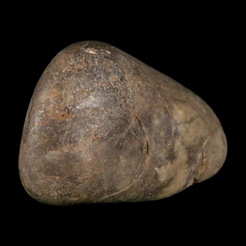 2.2" Sauropod Dinosaur Stomach Stone Gastrolith Rock Gizzard Stone COA