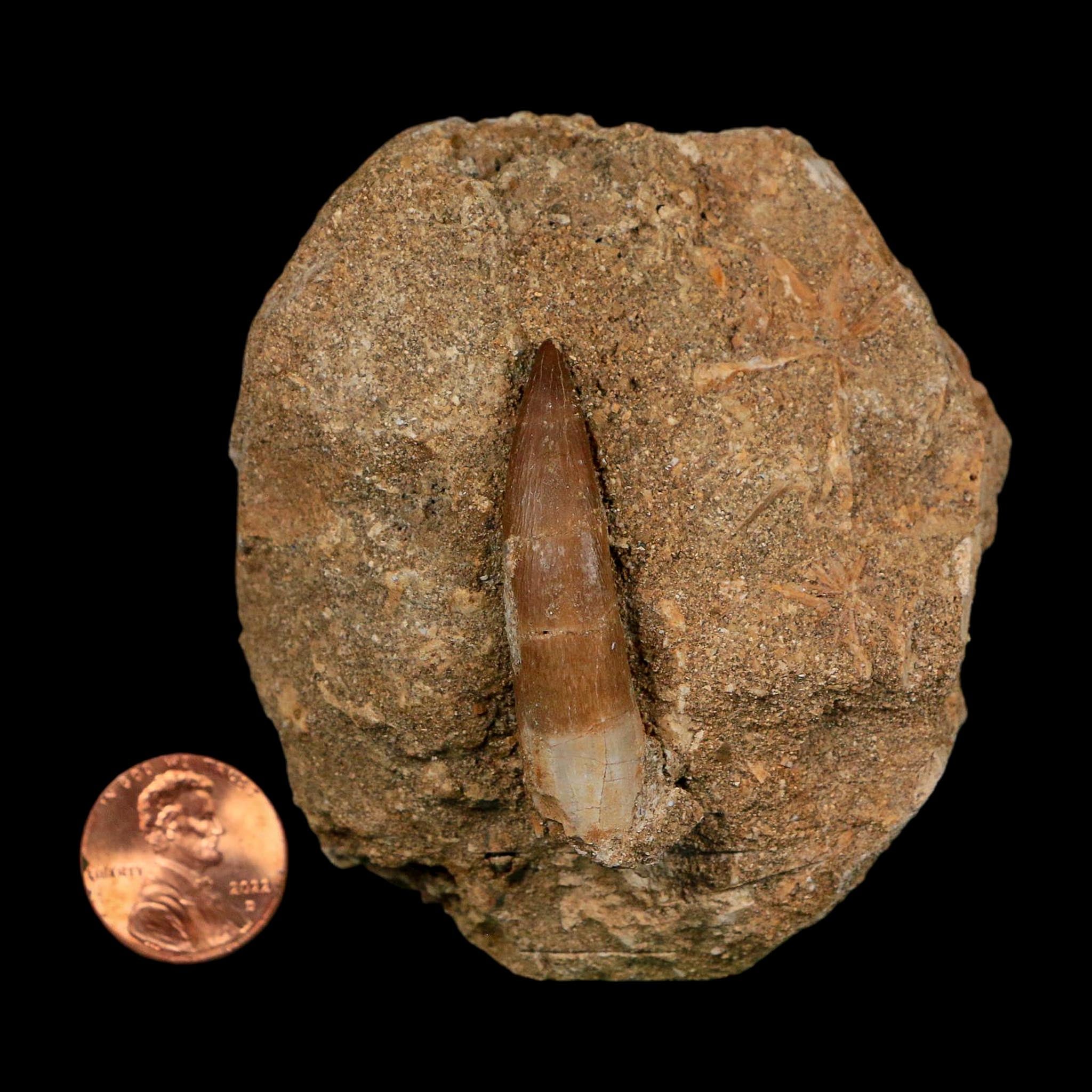 1.8" Plesiosaur Zarafasaura Tooth Fossil In Matrix Cretaceous Dinosaur Era COA