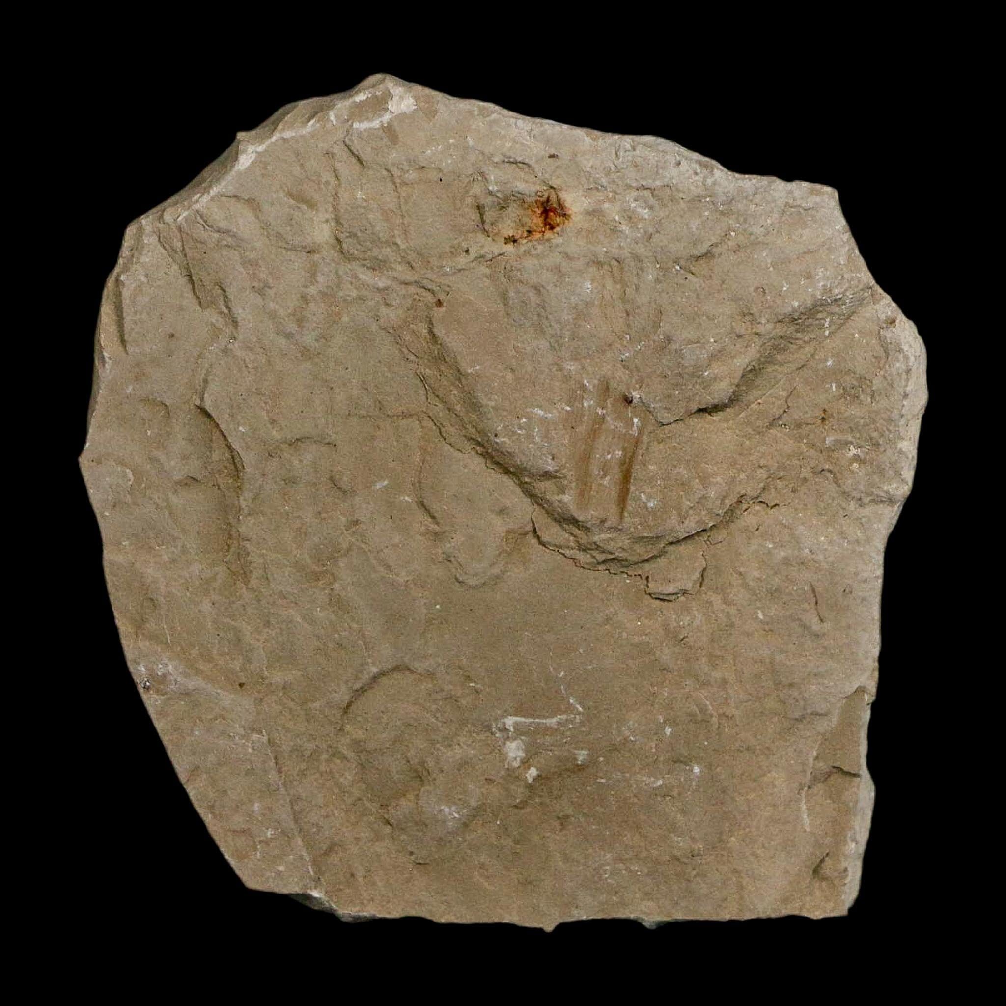 1" Detailed Cardiospermum Coloradensis Balloon Vine Fossil Plant Leaf Eocene Age UT - Fossil Age Minerals