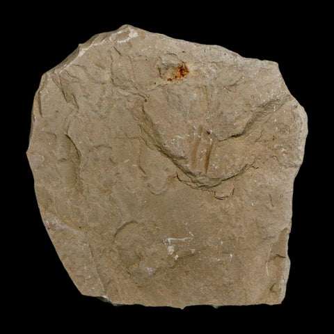 1" Detailed Cardiospermum Coloradensis Balloon Vine Fossil Plant Leaf Eocene Age UT - Fossil Age Minerals