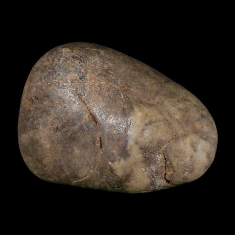 2.2" Sauropod Dinosaur Stomach Stone Gastrolith Rock Gizzard Stone COA