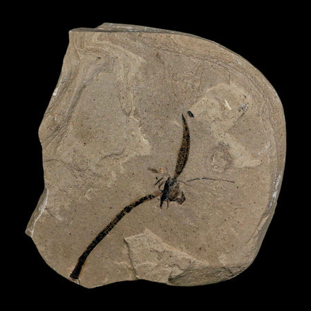 Detailed Equisetum Winchesteri And Salix Cockereilli Fossil Plant Leaf Eocene Age Utah