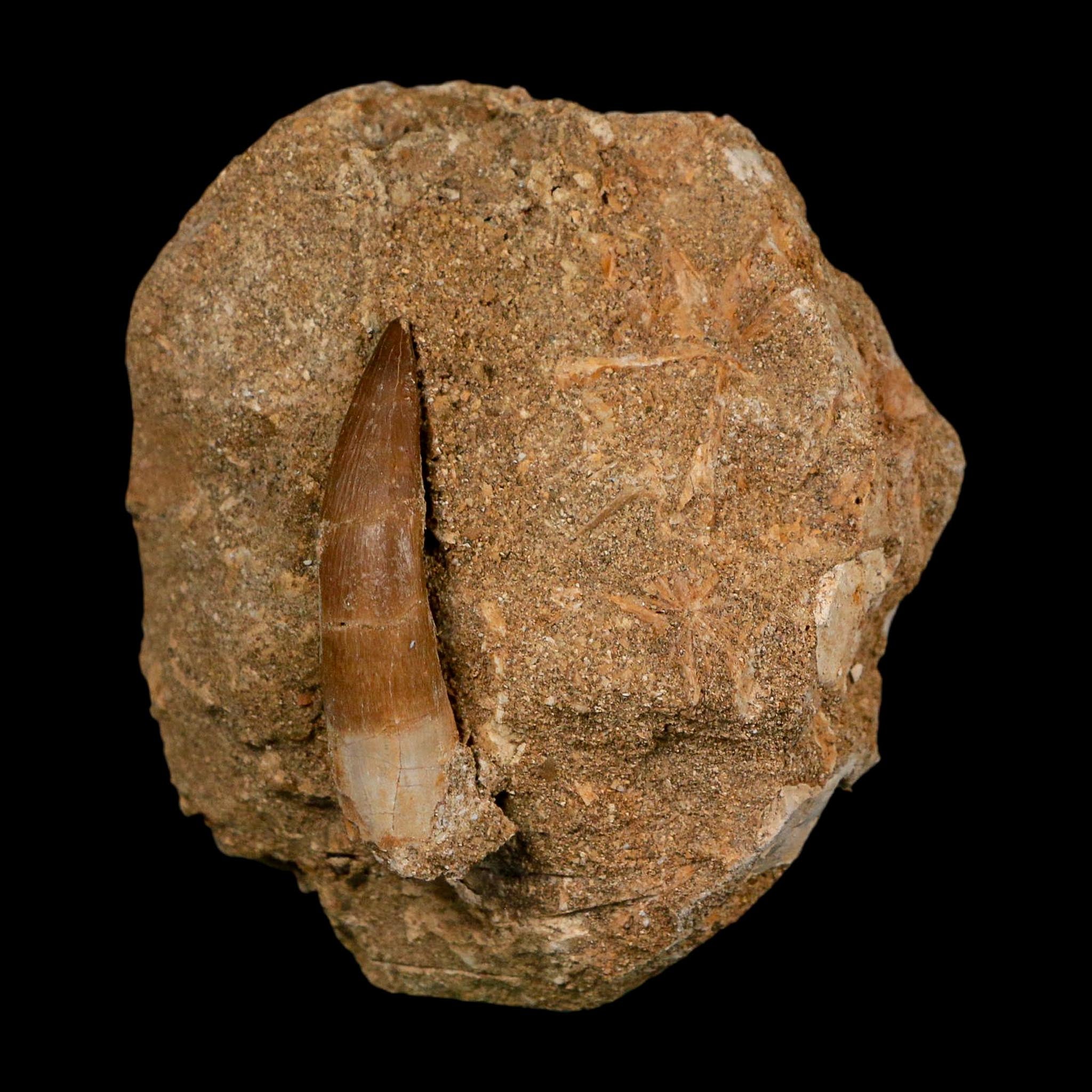 1.8" Plesiosaur Zarafasaura Tooth Fossil In Matrix Cretaceous Dinosaur Era COA