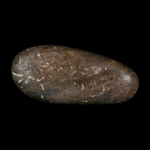 3" Sauropod Dinosaur Stomach Stone Gastrolith Rock Gizzard Stone COA