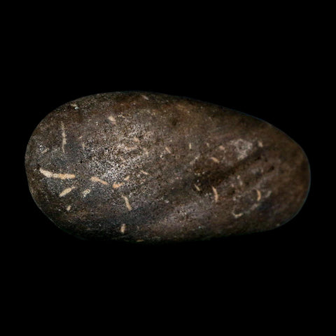 3" Sauropod Dinosaur Stomach Stone Gastrolith Rock Gizzard Stone COA