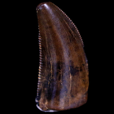 0.6" Tyrannosaur Serrated Fossil Tooth Cretaceous Dinosaur Judith River FM MT COA