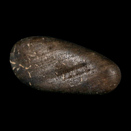 3" Sauropod Dinosaur Stomach Stone Gastrolith Rock Gizzard Stone COA