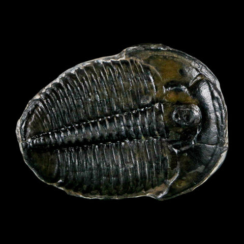 1.4" Elrathia Kingi Trilobite Fossil Utah Cambrian Age 521 Million Years Old COA - Fossil Age Minerals