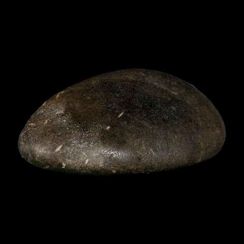 3" Sauropod Dinosaur Stomach Stone Gastrolith Rock Gizzard Stone COA