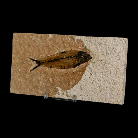 3.5" Knightia Eocaena Fossil Fish Green River FM Wyoming Eocene Age COA & Stand