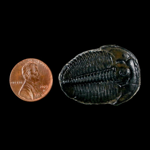 1.4" Elrathia Kingi Trilobite Fossil Utah Cambrian Age 521 Million Years Old COA - Fossil Age Minerals