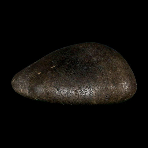 3" Sauropod Dinosaur Stomach Stone Gastrolith Rock Gizzard Stone COA