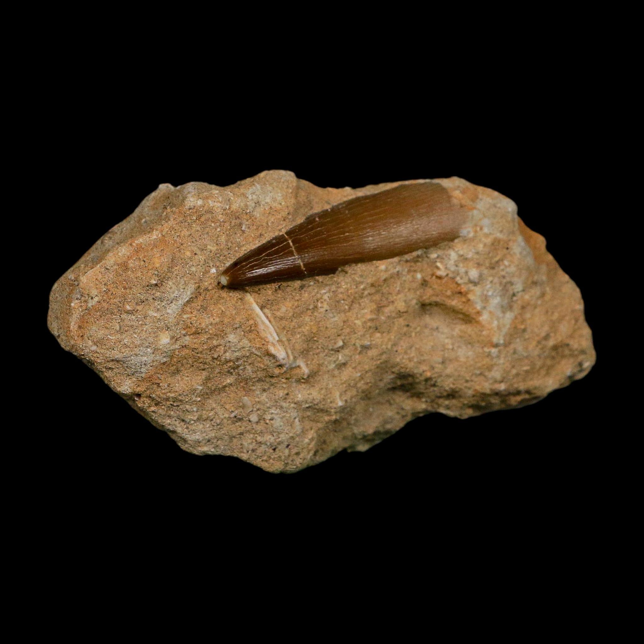 1.7" Plesiosaur Zarafasaura Tooth Fossil In Matrix Cretaceous Dinosaur Era COA