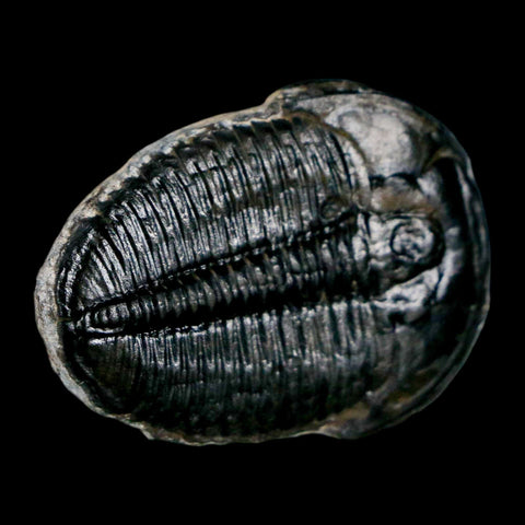 1.4" Elrathia Kingi Trilobite Fossil Utah Cambrian Age 521 Million Years Old COA - Fossil Age Minerals
