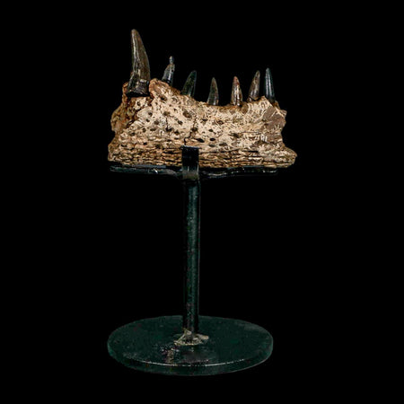 2.2 Crocodile Fossil Jaw Section With Teeth Hell Creek FM Cretaceous Age Montana Stand