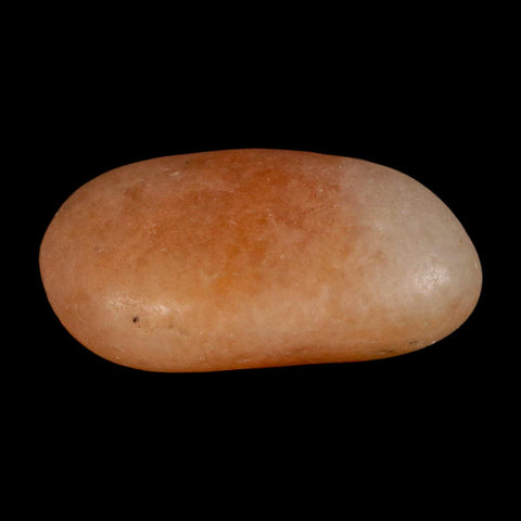 1.4" Sauropod Dinosaur Stomach Stone Gastrolith Rock Gizzard Stone COA