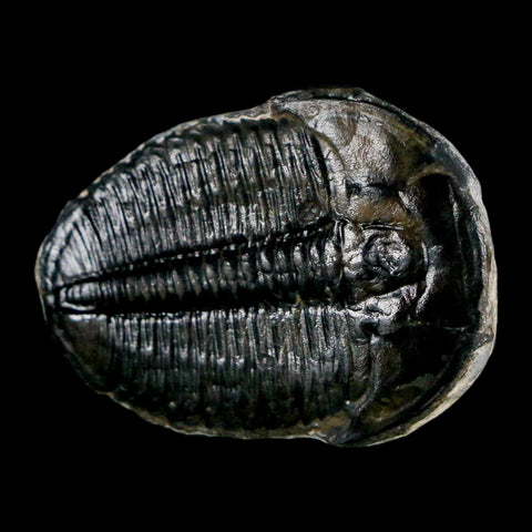 1.4" Elrathia Kingi Trilobite Fossil Utah Cambrian Age 521 Million Years Old COA - Fossil Age Minerals