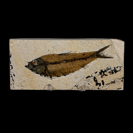 XL 4" Knightia Eocaena Fossil Fish Green River FM Wyoming Eocene Age COA & Stand