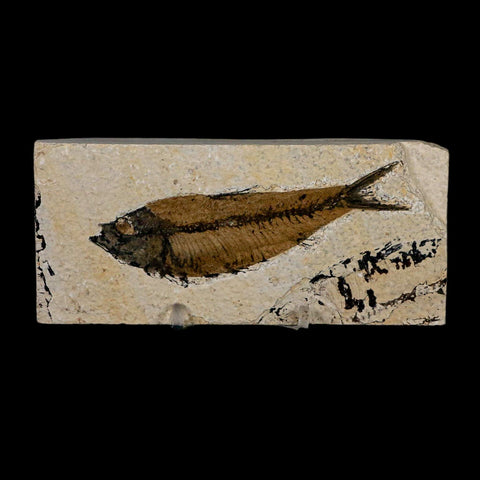 XL 4" Knightia Eocaena Fossil Fish Green River FM Wyoming Eocene Age COA & Stand - Fossil Age Minerals