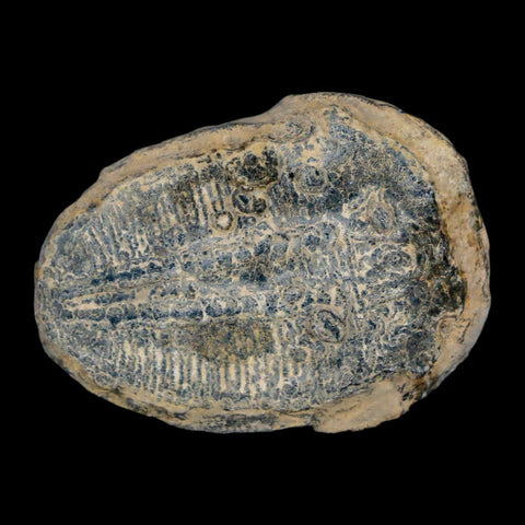 1.4" Elrathia Kingi Trilobite Fossil Utah Cambrian Age 521 Million Years Old COA - Fossil Age Minerals