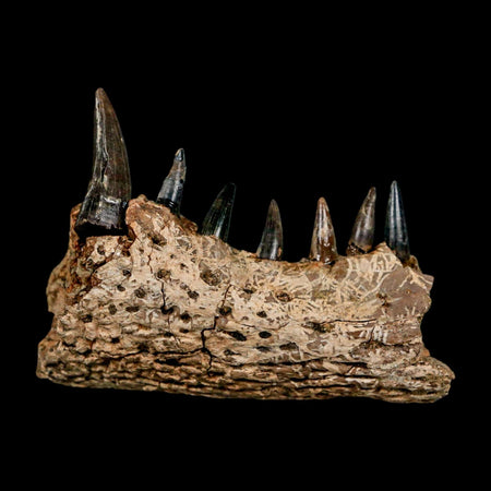 2.2 Crocodile Fossil Jaw Section With Teeth Hell Creek FM Cretaceous Age Montana Stand