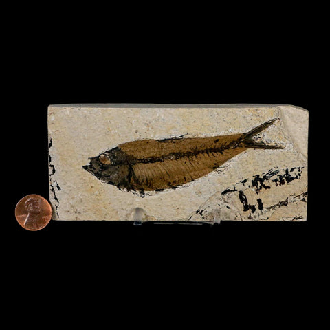 XL 4" Knightia Eocaena Fossil Fish Green River FM Wyoming Eocene Age COA & Stand - Fossil Age Minerals