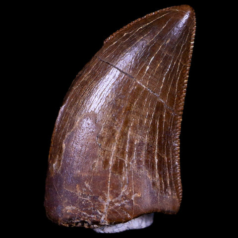 0.6" Tyrannosaur Serrated Fossil Tooth Cretaceous Dinosaur Judith River FM MT COA - Fossil Age Minerals