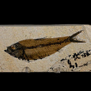 XL 4" Knightia Eocaena Fossil Fish Green River FM Wyoming Eocene Age COA & Stand