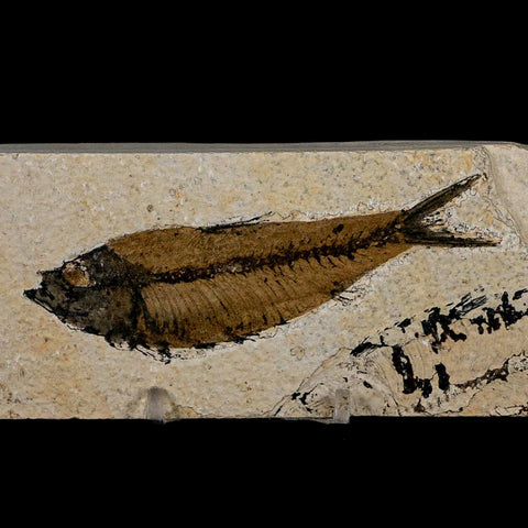 XL 4" Knightia Eocaena Fossil Fish Green River FM Wyoming Eocene Age COA & Stand - Fossil Age Minerals