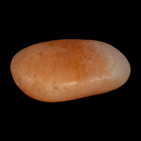 1.4" Sauropod Dinosaur Stomach Stone Gastrolith Rock Gizzard Stone COA