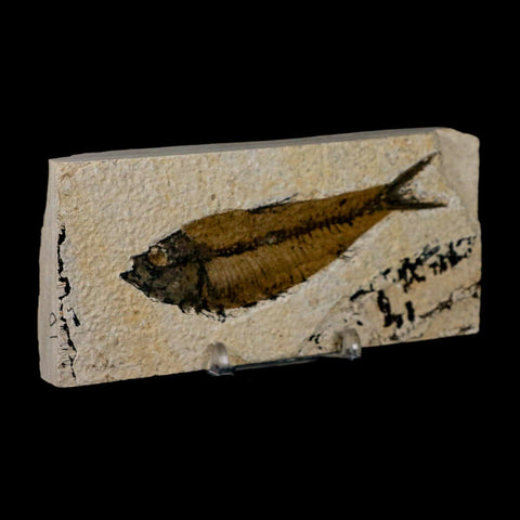 XL 4" Knightia Eocaena Fossil Fish Green River FM Wyoming Eocene Age COA & Stand - Fossil Age Minerals