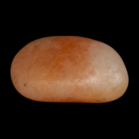 1.4" Sauropod Dinosaur Stomach Stone Gastrolith Rock Gizzard Stone COA