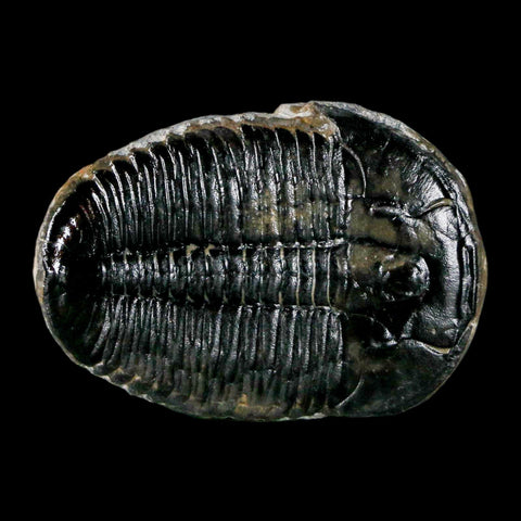 1.3" Elrathia Kingi Trilobite Fossil Utah Cambrian Age 521 Million Years Old COA - Fossil Age Minerals
