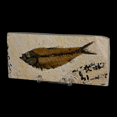 XL 4" Knightia Eocaena Fossil Fish Green River FM Wyoming Eocene Age COA & Stand - Fossil Age Minerals