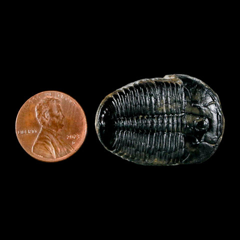 1.3" Elrathia Kingi Trilobite Fossil Utah Cambrian Age 521 Million Years Old COA - Fossil Age Minerals