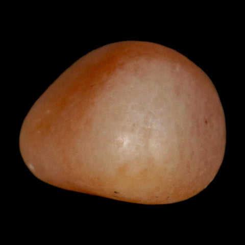 1.4" Sauropod Dinosaur Stomach Stone Gastrolith Rock Gizzard Stone COA