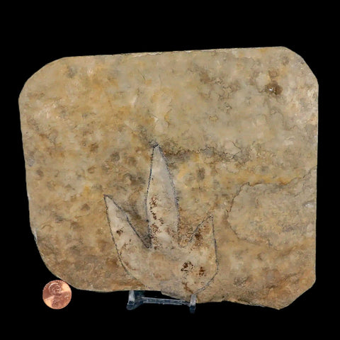 3.9" Grallator Variabilis Dinosaurs Tracks Foot Prints Jurassic Age France COA, Stand - Fossil Age Minerals