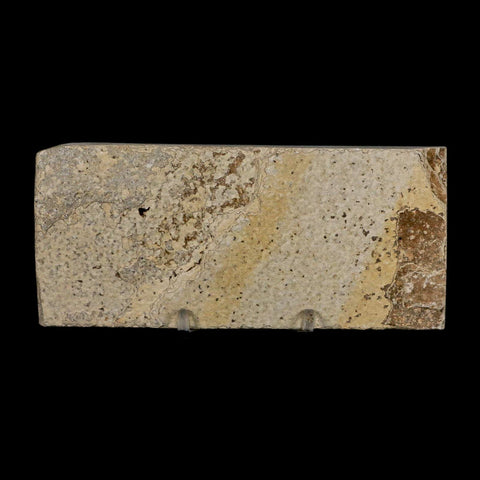 XL 4" Knightia Eocaena Fossil Fish Green River FM Wyoming Eocene Age COA & Stand - Fossil Age Minerals