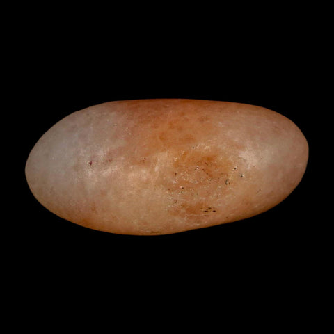 1.4" Sauropod Dinosaur Stomach Stone Gastrolith Rock Gizzard Stone COA