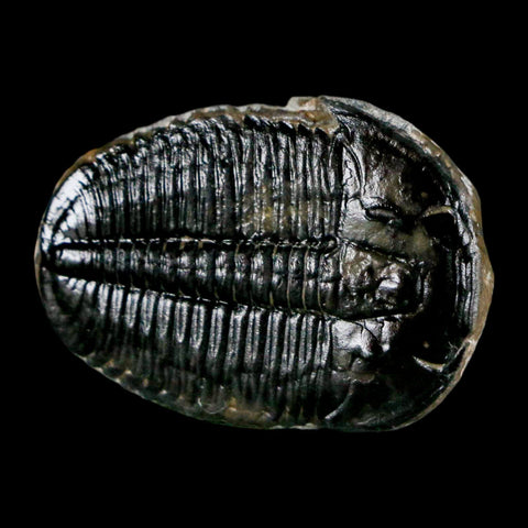 1.3" Elrathia Kingi Trilobite Fossil Utah Cambrian Age 521 Million Years Old COA - Fossil Age Minerals