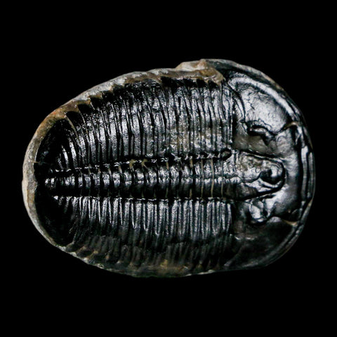 1.3" Elrathia Kingi Trilobite Fossil Utah Cambrian Age 521 Million Years Old COA - Fossil Age Minerals