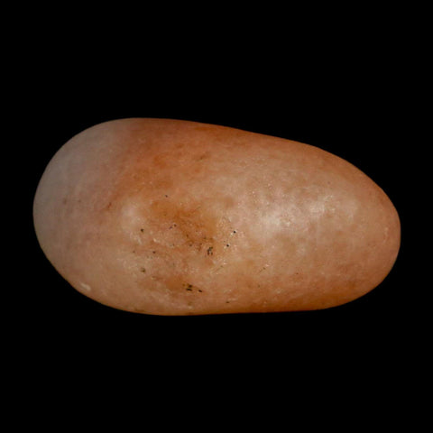 1.4" Sauropod Dinosaur Stomach Stone Gastrolith Rock Gizzard Stone COA