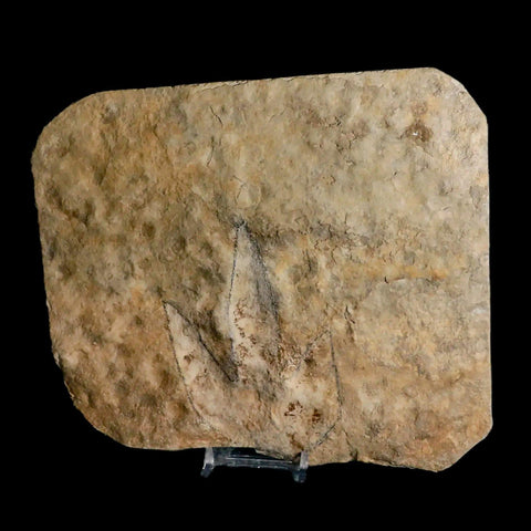 3.9" Grallator Variabilis Dinosaurs Tracks Foot Prints Jurassic Age France COA, Stand - Fossil Age Minerals