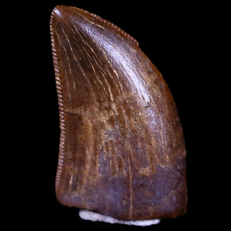 0.6" Tyrannosaur Serrated Fossil Tooth Cretaceous Dinosaur Judith River FM MT COA