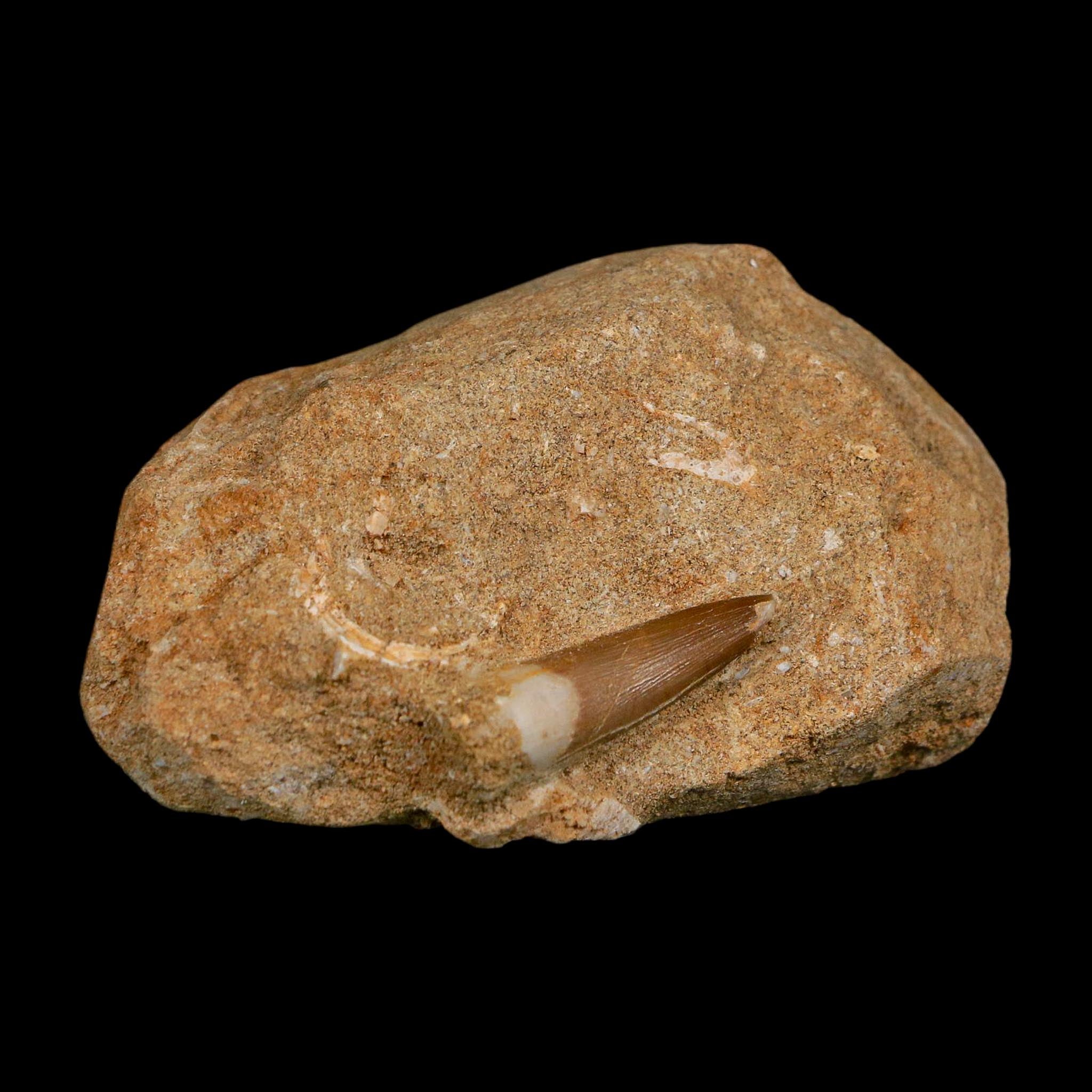 1.3" Plesiosaur Zarafasaura Tooth Fossil In Matrix Cretaceous Dinosaur Era COA
