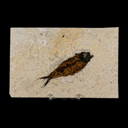 3.4" Knightia Eocaena Fossil Fish Green River FM Wyoming Eocene Age COA & Stand