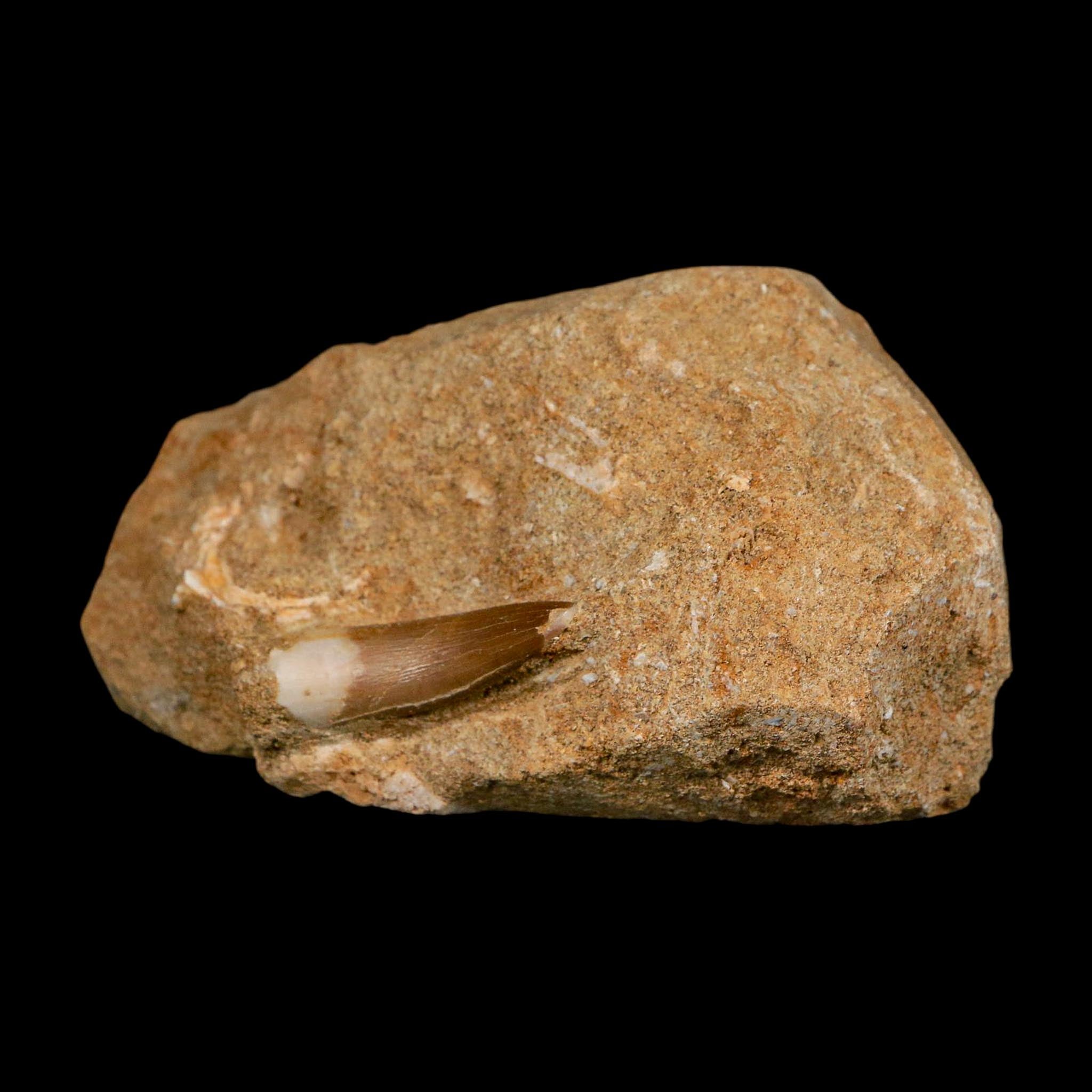 1.3" Plesiosaur Zarafasaura Tooth Fossil In Matrix Cretaceous Dinosaur Era COA