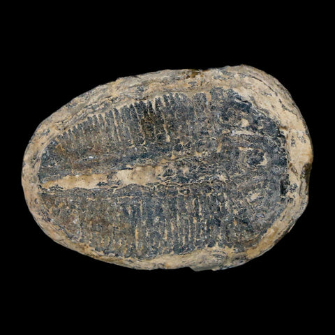 1.3" Elrathia Kingi Trilobite Fossil Utah Cambrian Age 521 Million Years Old COA - Fossil Age Minerals