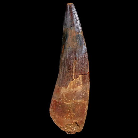 XL 3.9" Spinosaurus Fossil Tooth 100 Mil Yrs Old Cretaceous Dinosaur COA & Stand - Fossil Age Minerals