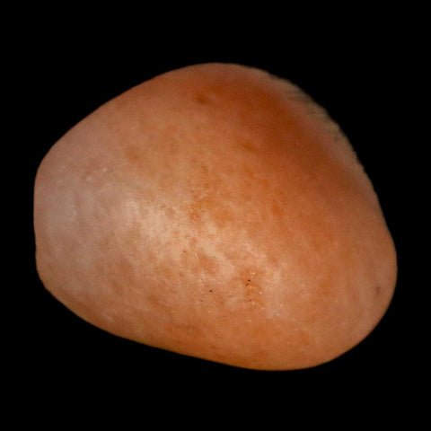 1.4" Sauropod Dinosaur Stomach Stone Gastrolith Rock Gizzard Stone COA